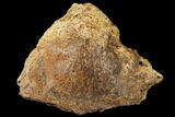 Pachycephalosaurus Skull Fragment - Alberta (Disposition #) #129771-1
